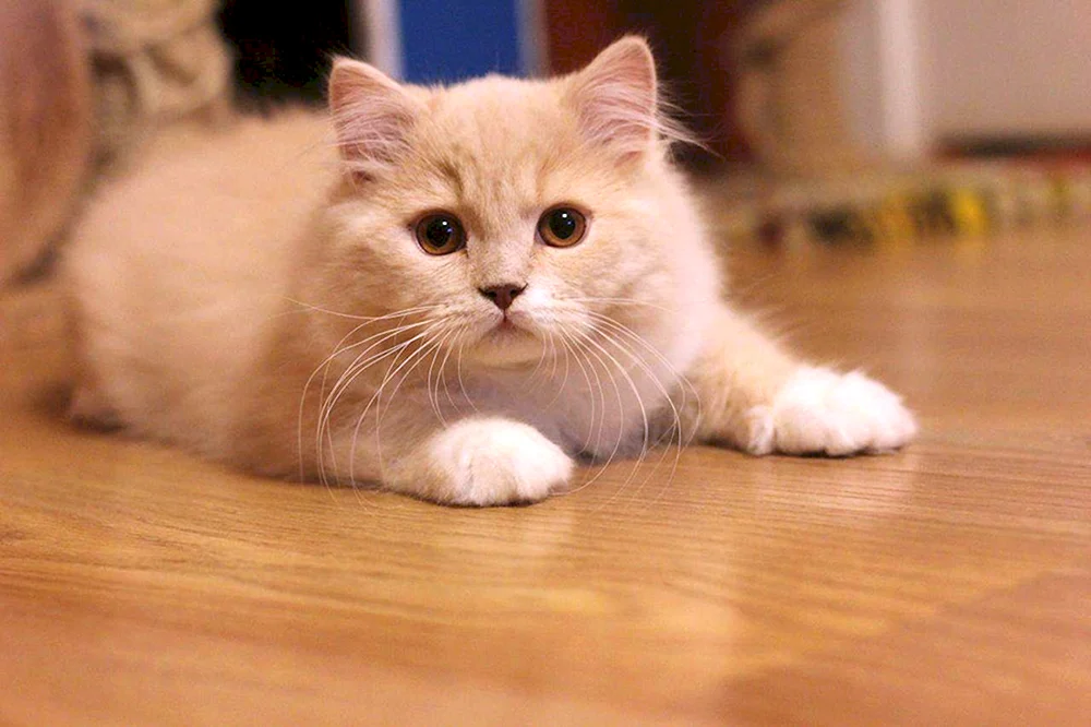 Sibirische Kurzhaarkatze pfirsichfarben