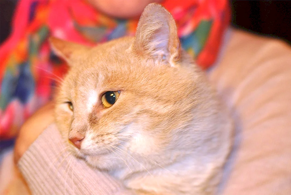 Sibirische Kurzhaarkatze pfirsichfarben