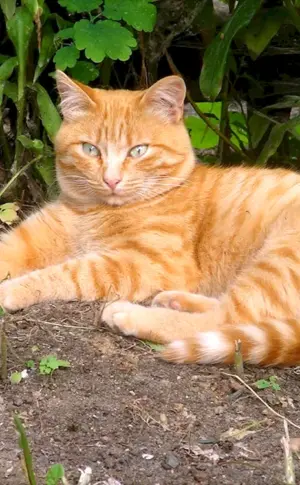 Sibirische Glatthaar-Ingwer-Katze