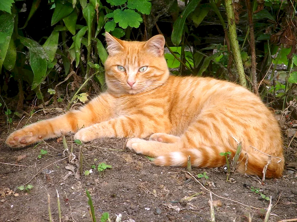 Sibirische Glatthaar-Ingwer-Katze
