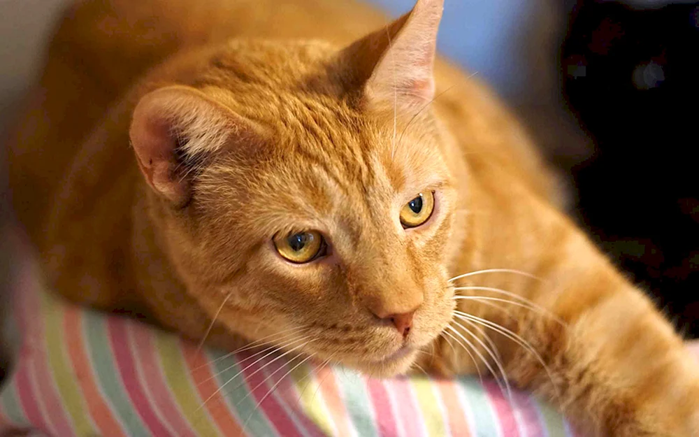 Sibirische Kurzhaarkatze rot