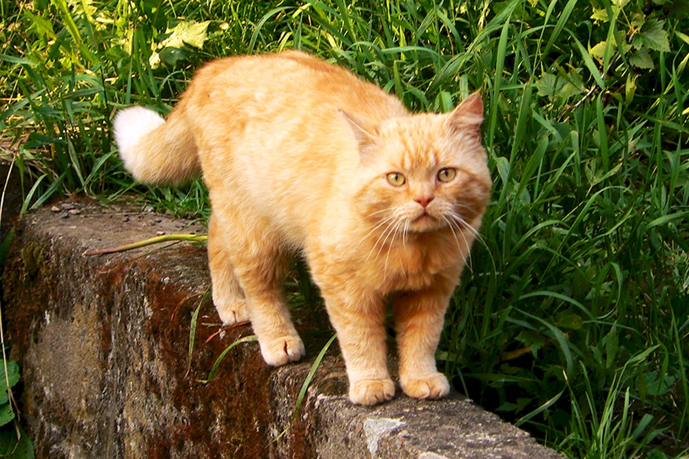 Sibirische Glatthaar-Ingwerkatze