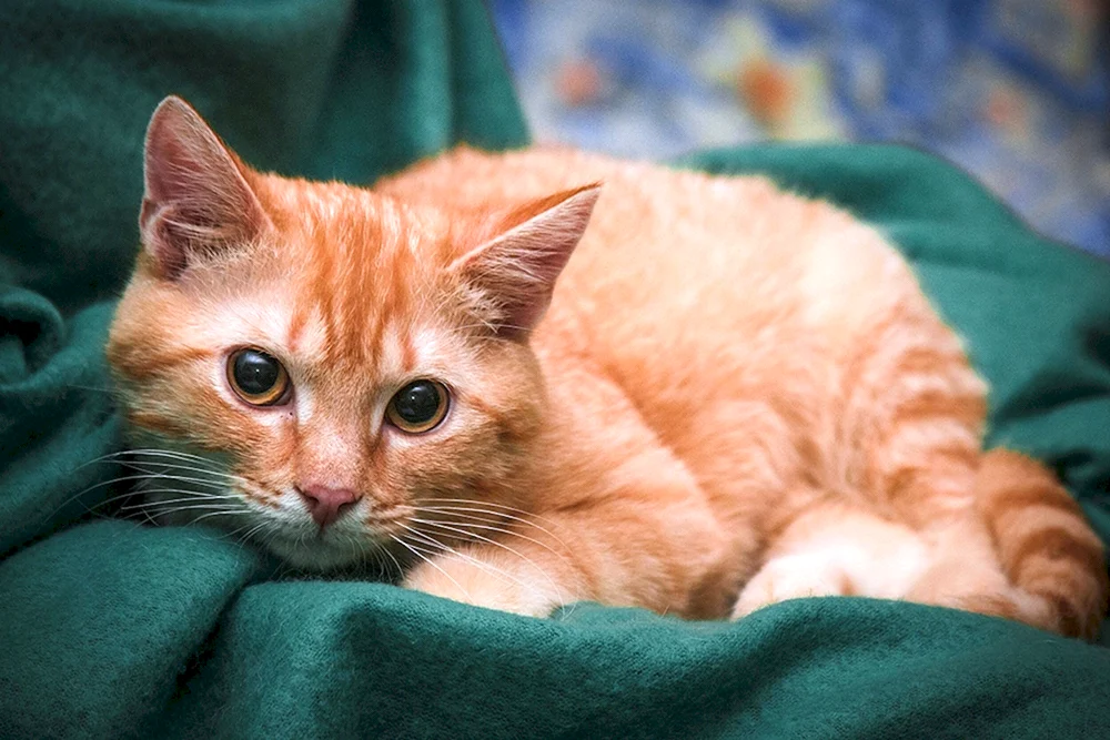 Sibirische glatthaarige Ingwerkatze