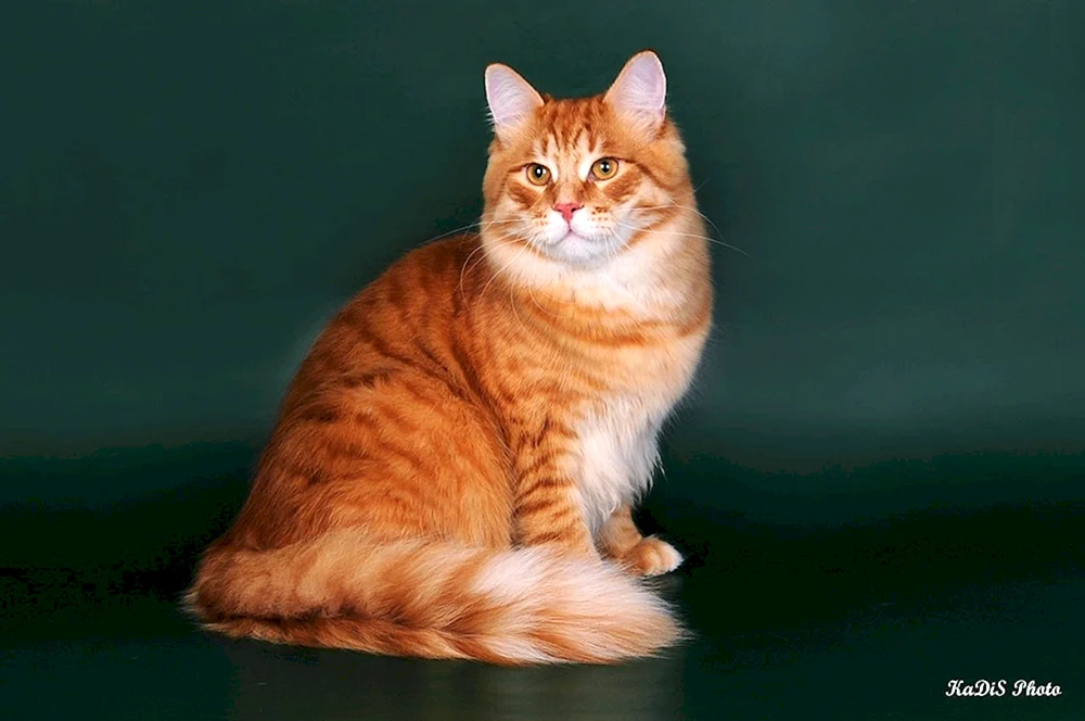 Sibirische Katze rot kurzhaarig