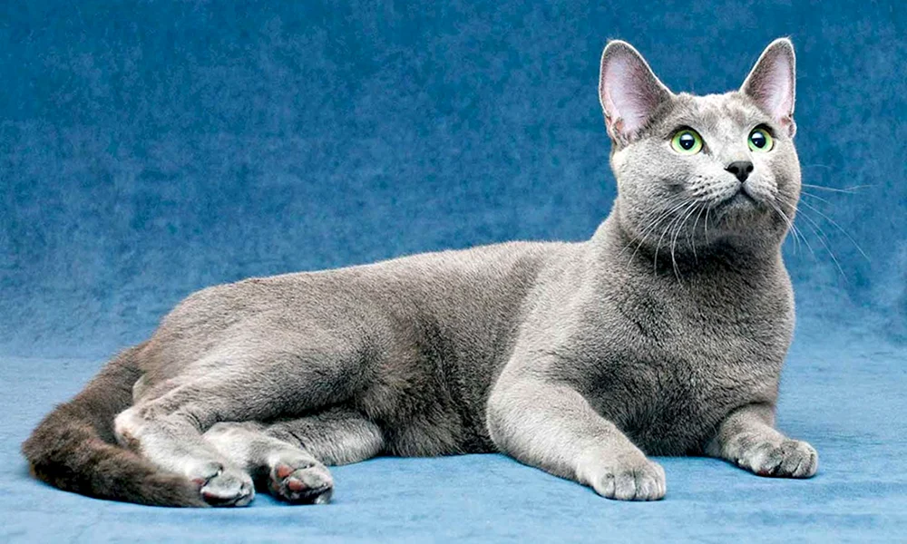 Sibirische blaue Katze kurzhaarig