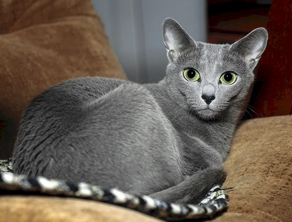 Sibirische blaue Katze kurzhaarig