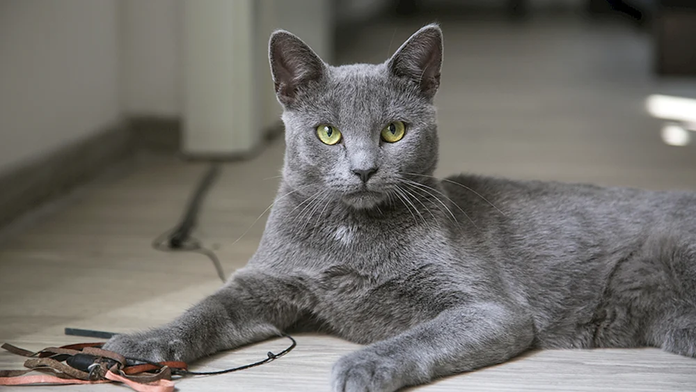 Katzenrassen nach alphabetischer Liste