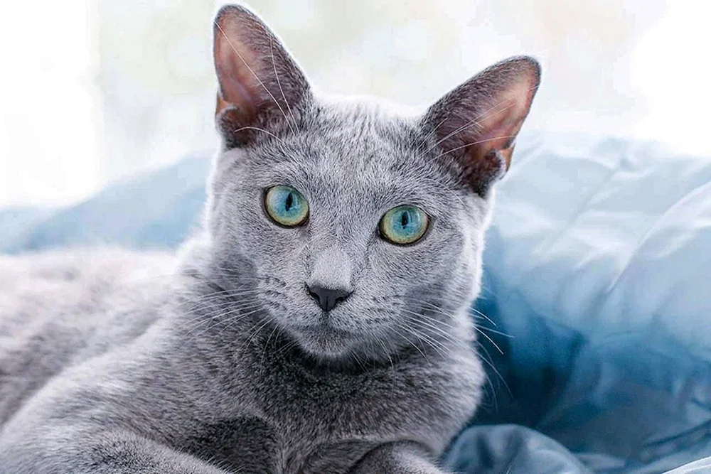 Corat chartreuse Kartesische Katze