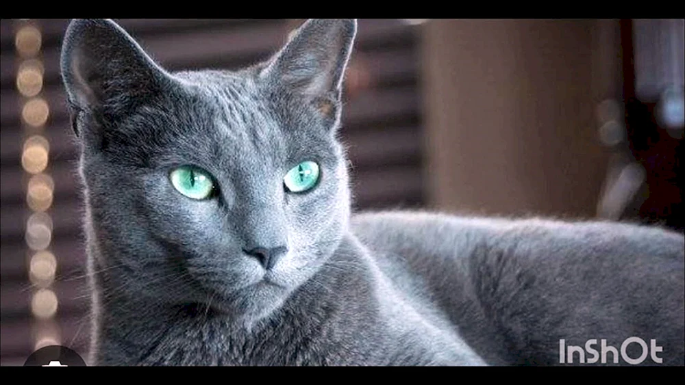 Russisch blau Katze