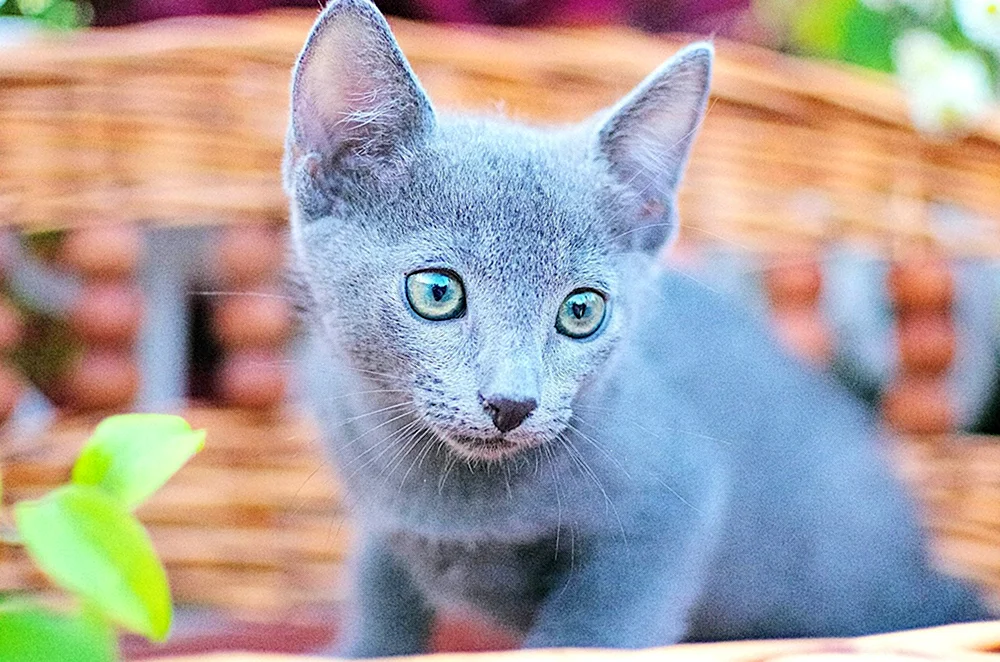 Sibirisch blau Katze kurzhaarig blaue Katze