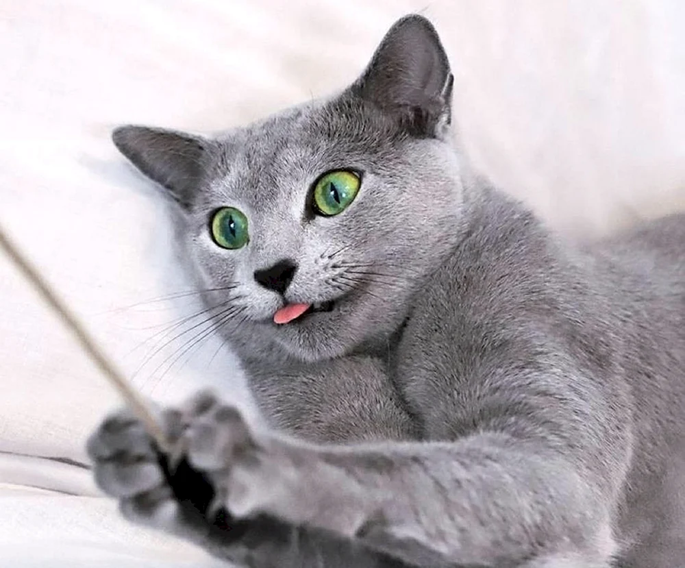 Russische blaue Katze