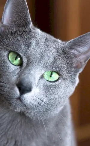 Sibirische blaue Katze kurzhaarig