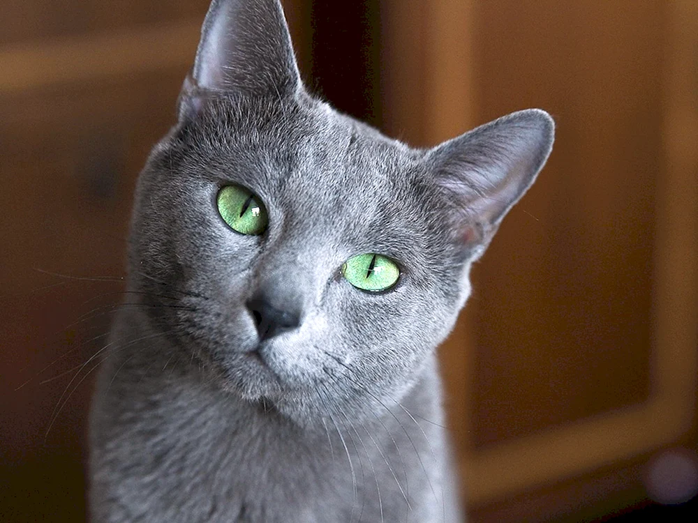 Sibirische blaue Katze kurzhaarig