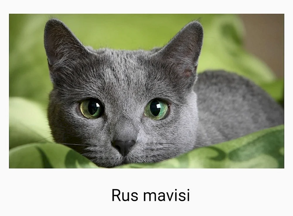 Sibirische blaue Katze kurzhaarig