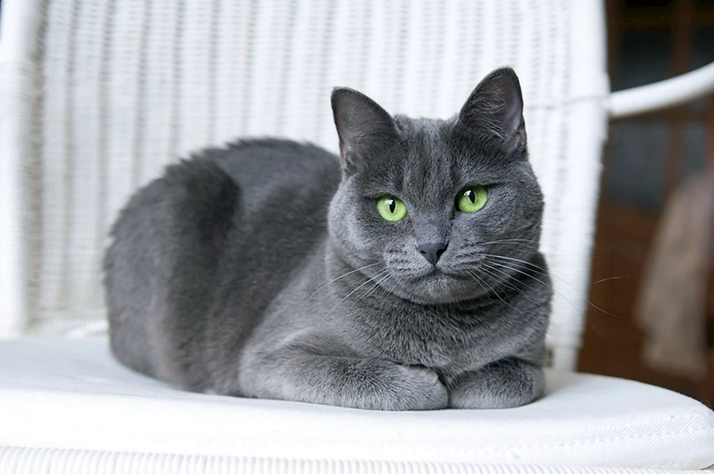 Russisch Blau Katze