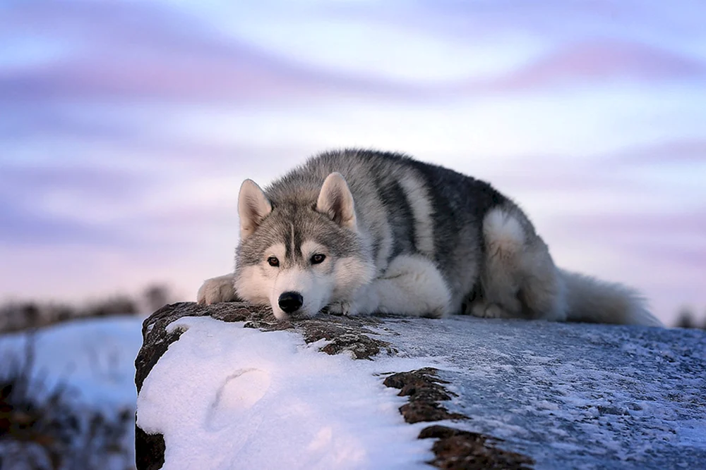 Sibirischer Husky