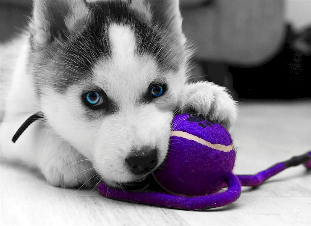 Sibirischer Husky