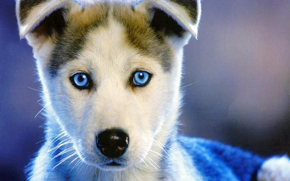 Siberian Husky
