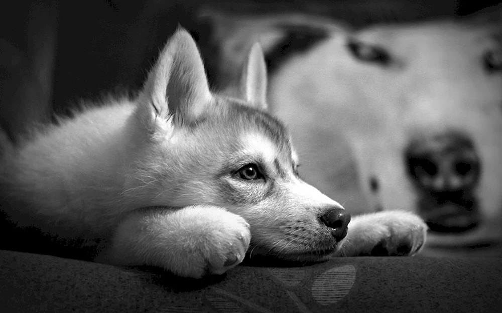 Siberian Husky