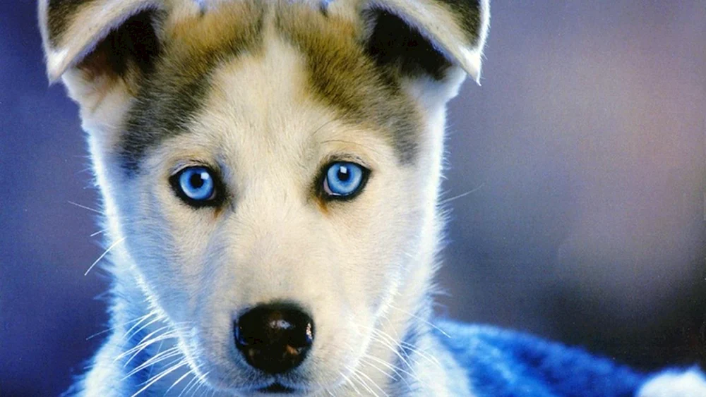 Siberian Husky