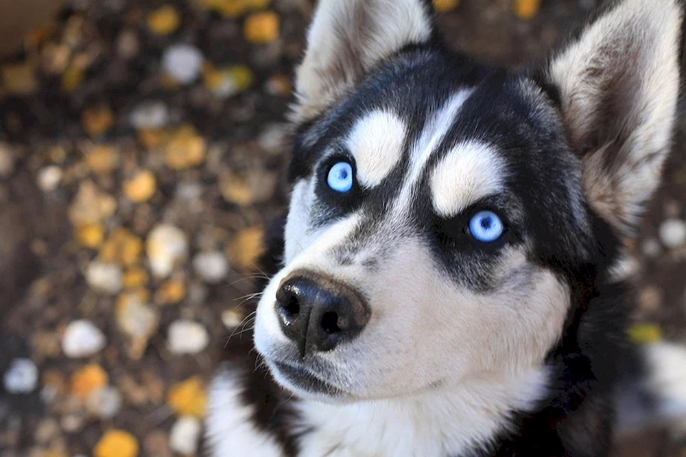 Siberian Husky