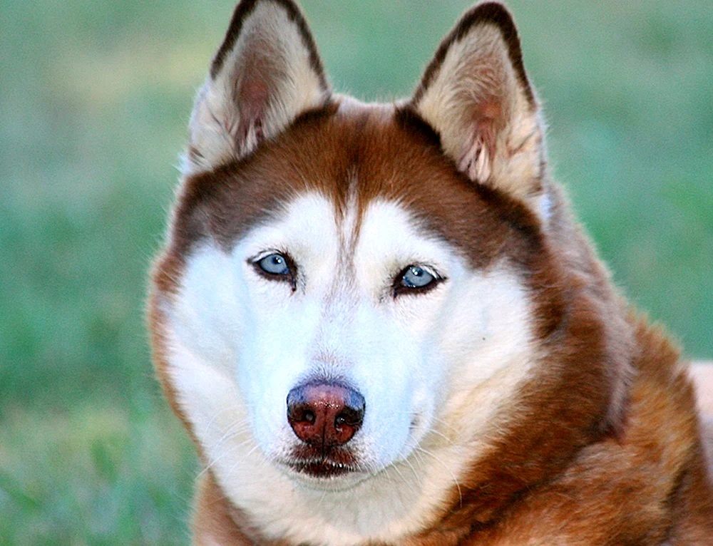Siberian Husky