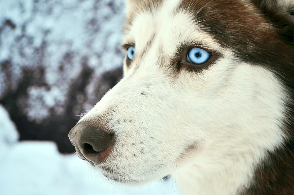 Siberian Husky