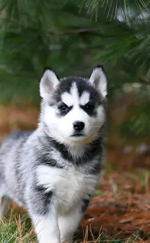 Siberian Husky