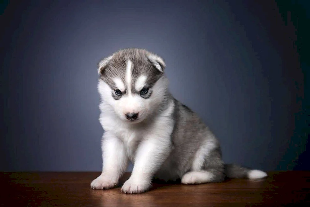 Rasse Siberian Husky