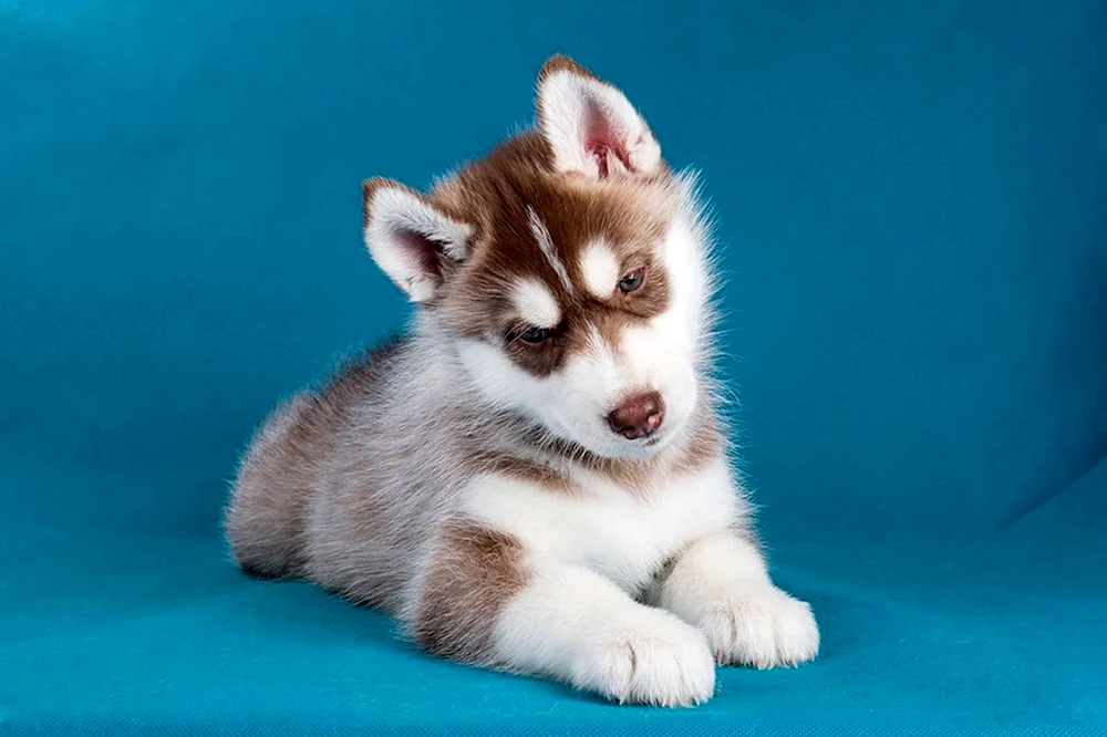 Siberian Husky