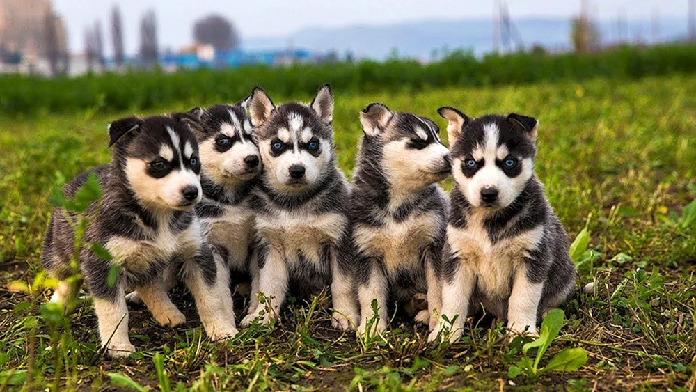 Siberian Husky