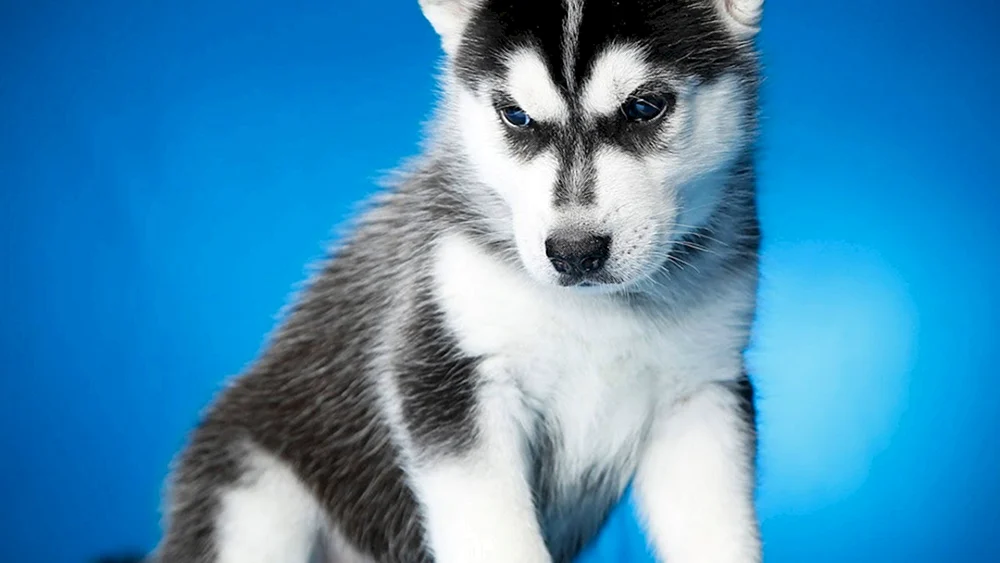 Siberian Husky