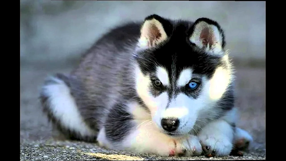 Husky Husky Welpe