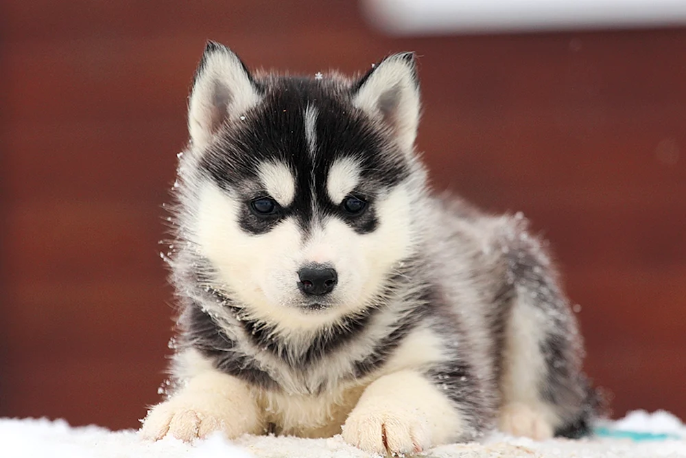 Husky Welpe