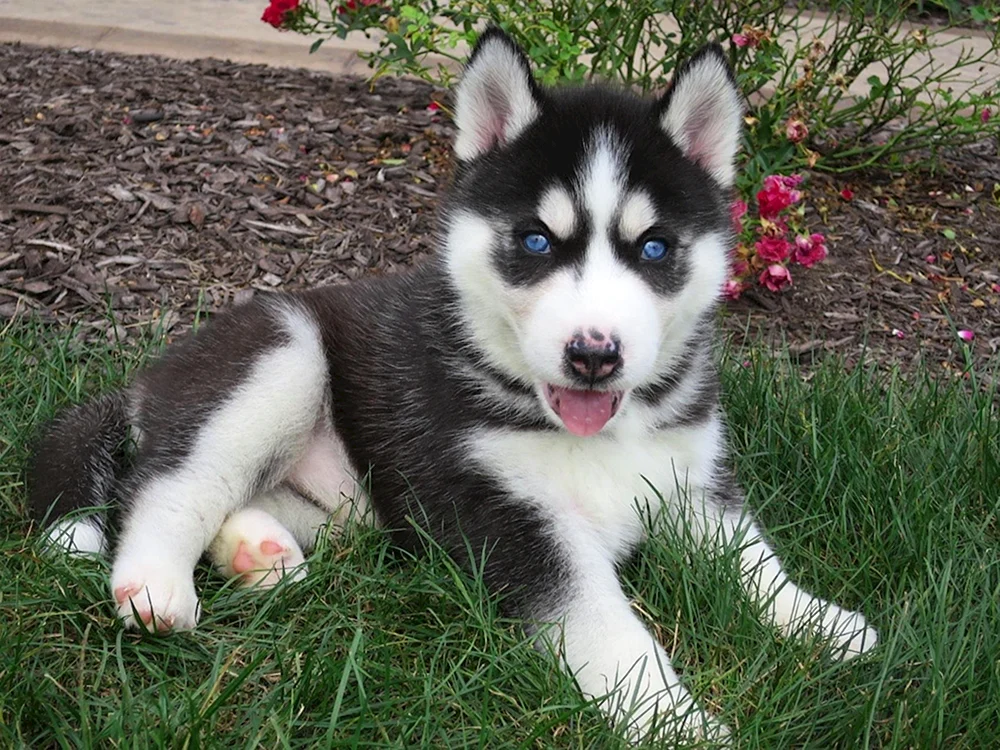 Siberian Husky