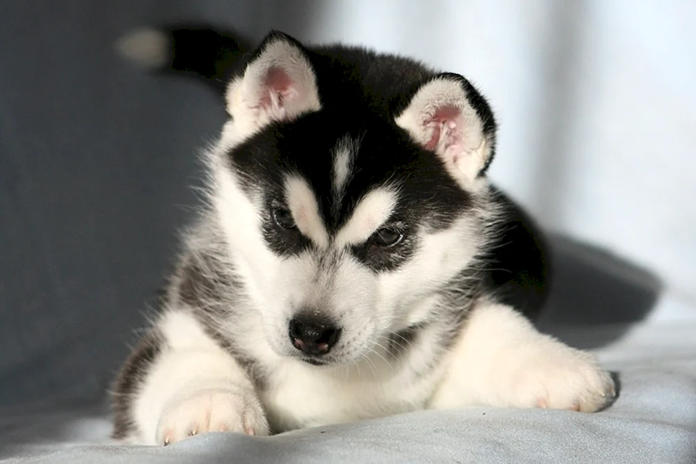 Siberian Husky
