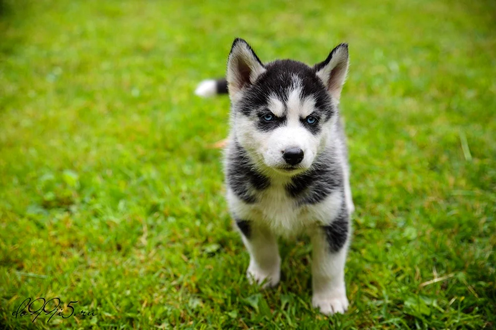 Siberian Husky