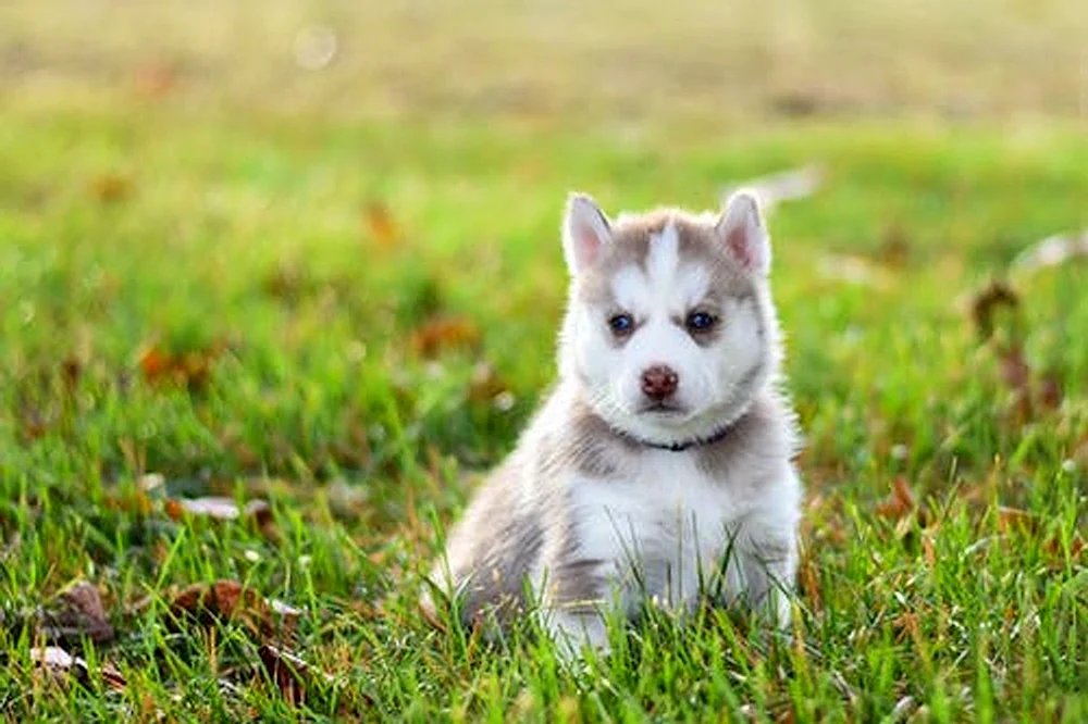 Siberian Husky Welpen