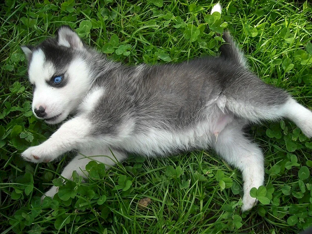 Siberian Husky klein