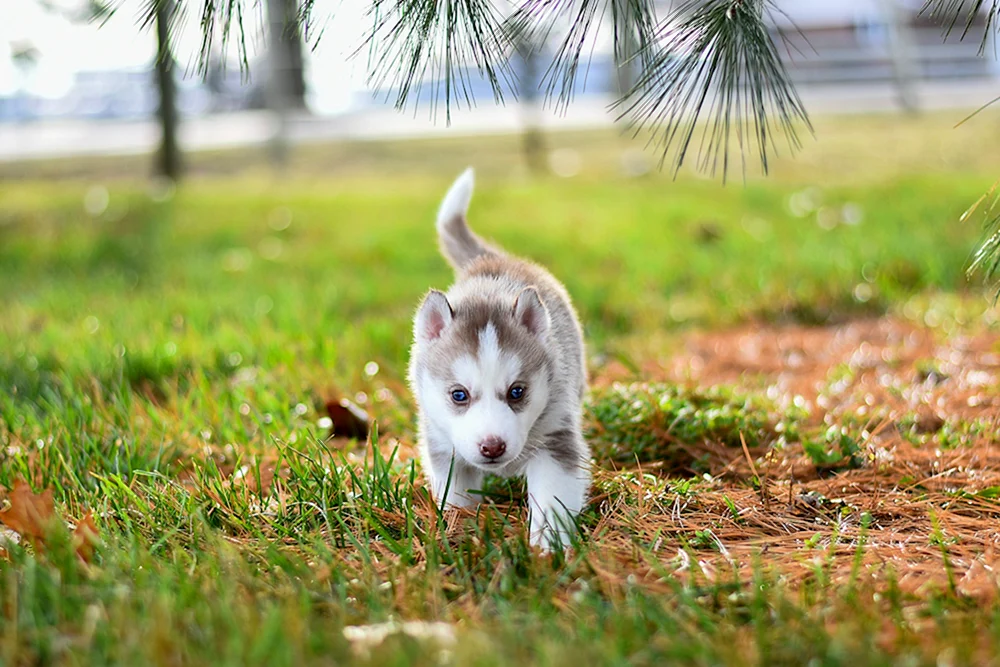 Alaskan Malamute