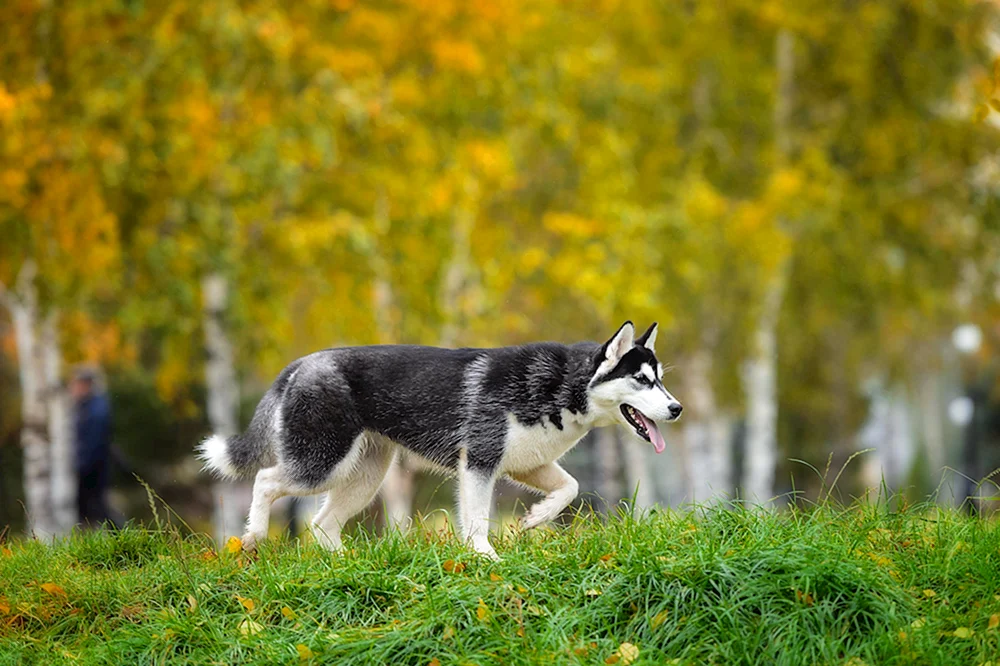 Sibirischer Jagdhund