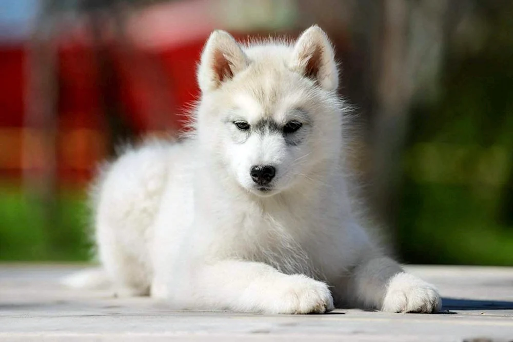 Siberian Husky