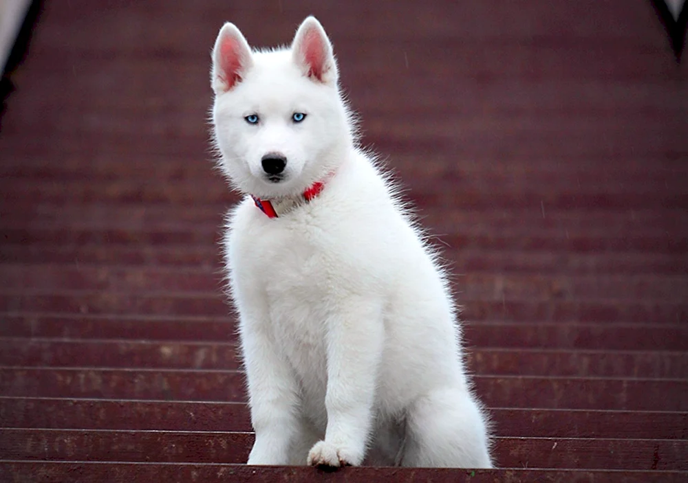 Siberian Husky weiß