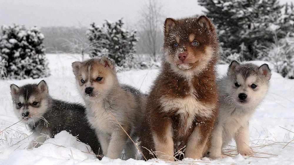 Welpen von Husky und Siberian Husky.
