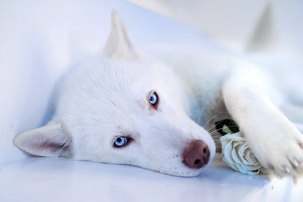 Siberian Husky albino