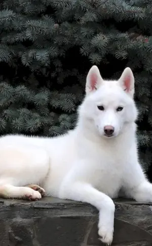 Siberian Husky weiß