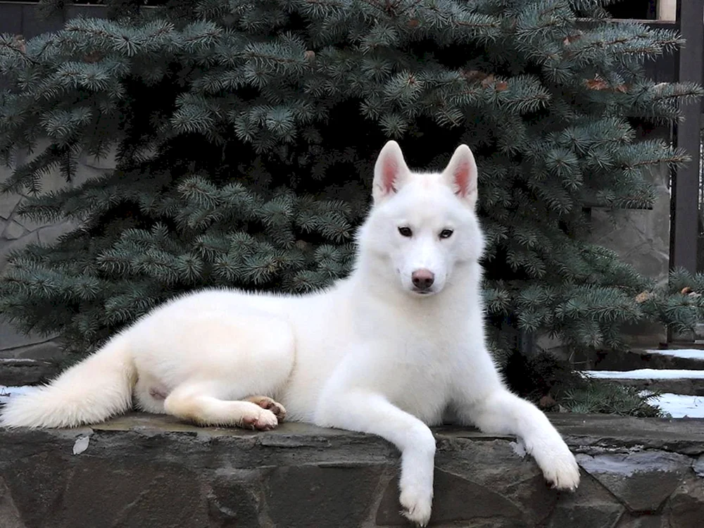 Siberian Husky weiß
