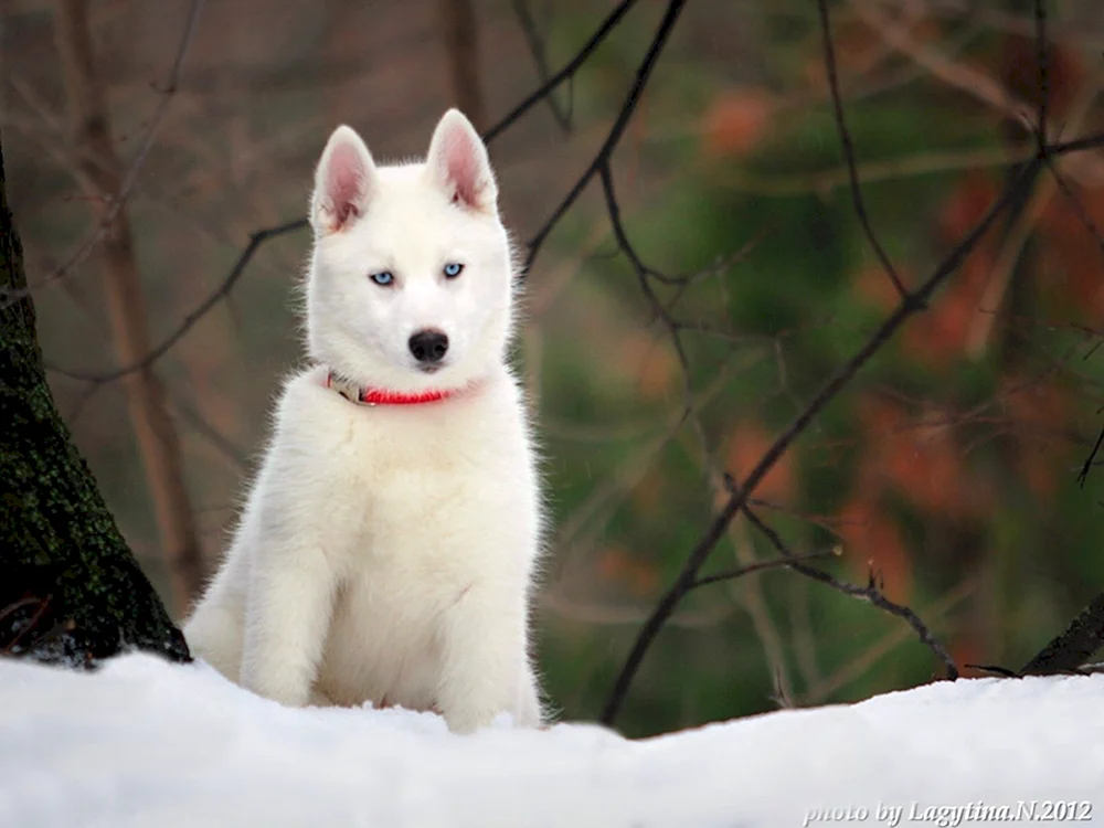 Siberian Husky weiß