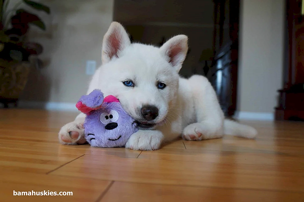 Siberian Husky weiß