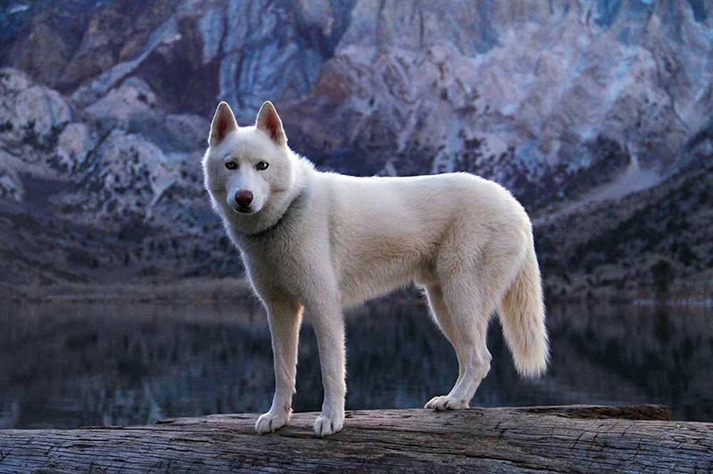 Siberian Husky weiß